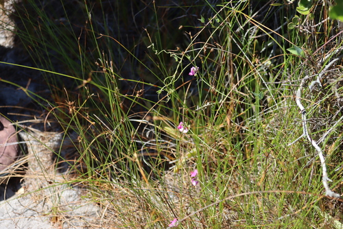 Comb Clubrush (Ficinia secunda)