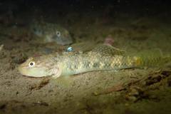 Rhinogobius leavelli