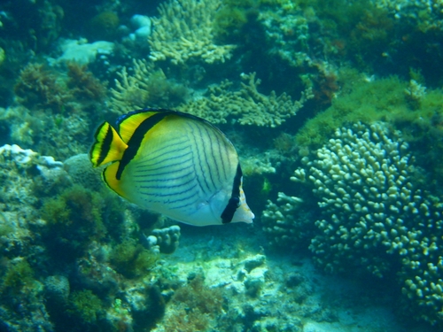 Butterfly fish (Chaetodon vagabundus) — Chaetodontidae