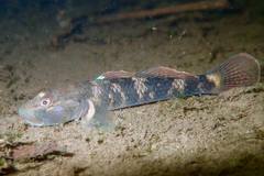 Rhinogobius leavelli