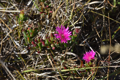 Lampranthus lavisii, photograph (c) Andrew Gillespie, some rights reserved (CC BY)