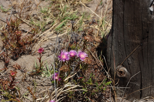 Narrowleaf Brightfig (Lampranthus tenuifolius)