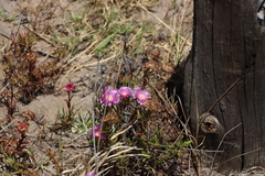 (c) Tony Rebelo, some rights reserved (CC BY-SA) Lampranthus tenuifolius, photograph (c) Tony Rebelo, some rights reserved (CC BY-SA)
