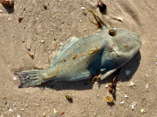 Freycinet's leatherjacket (Meuschenia freycineti) — Monacanthidae — 2