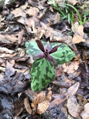Trillium ludovicianum
