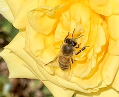 Apis mellifera