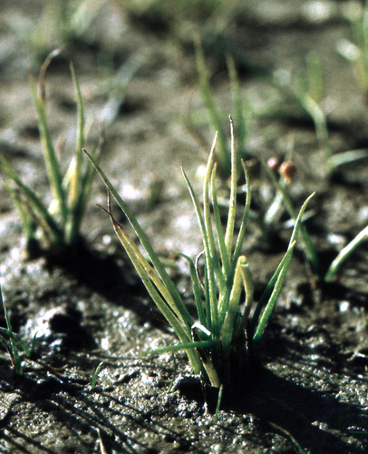 Isoetes asiatica iNat (2)