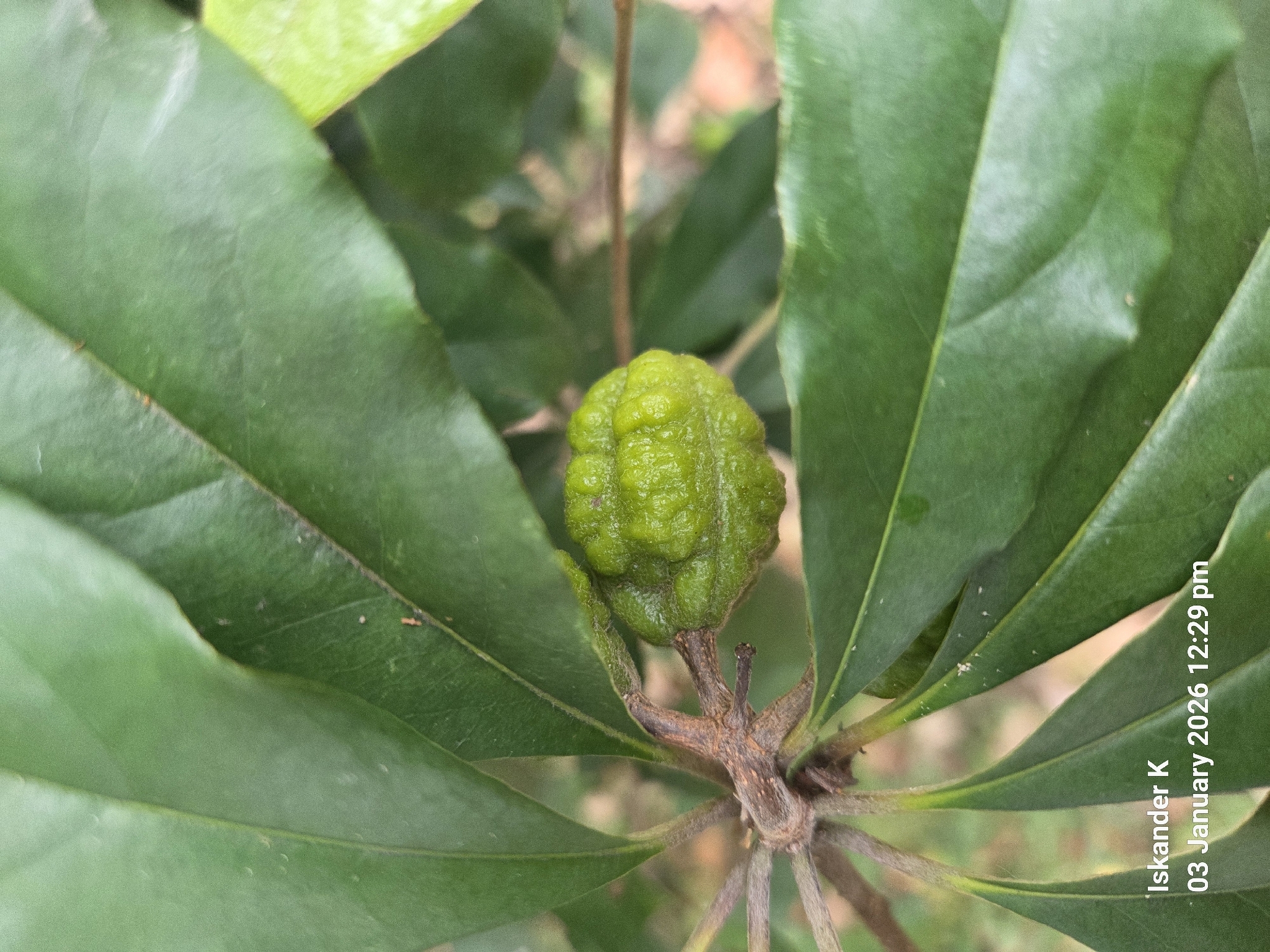 Yellow pittosporum
