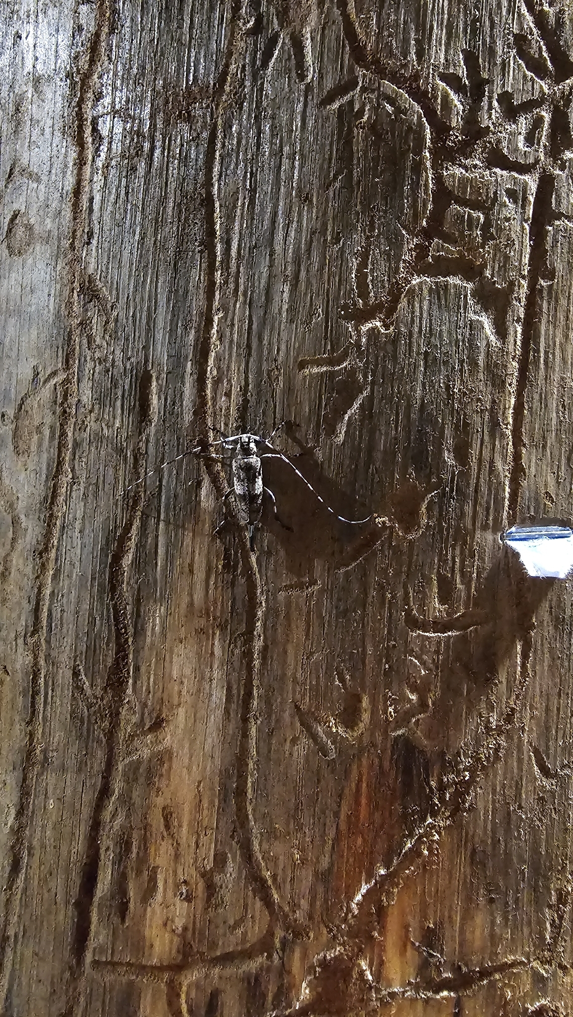 Acanthocinus griseus