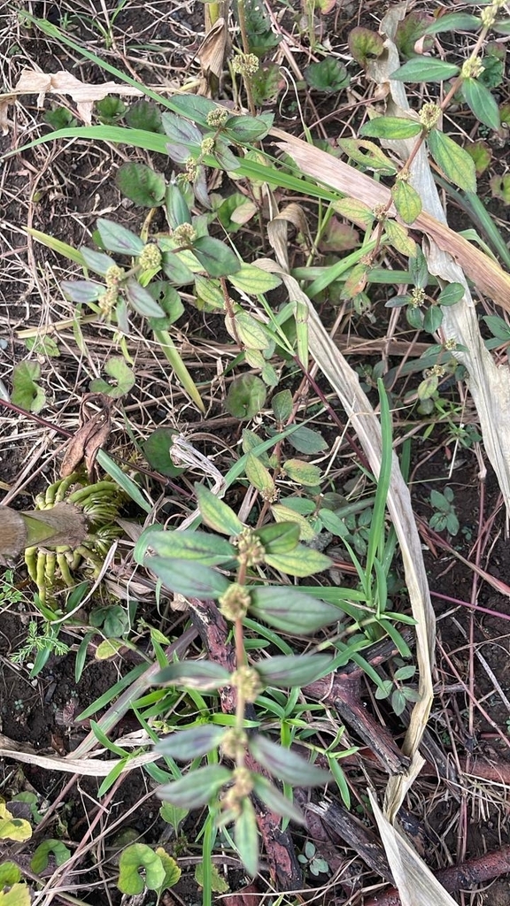 Asthma spurge, Dove milk (Euphorbia hirta)