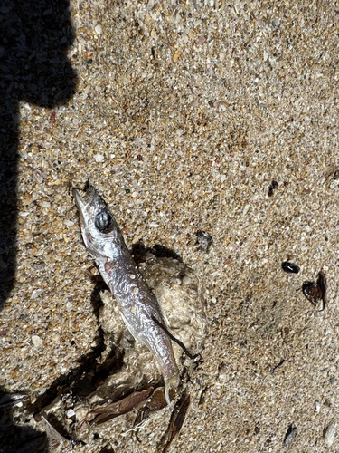 Jack pike (Dinolestes lewini) — Dinolestidae