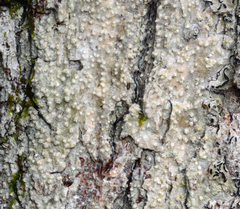 Nadvornikia sorediata