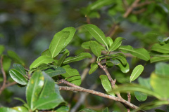 Grimmeodendron