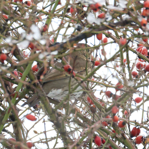 Song Thrush (Turdus philomelos), photo 2