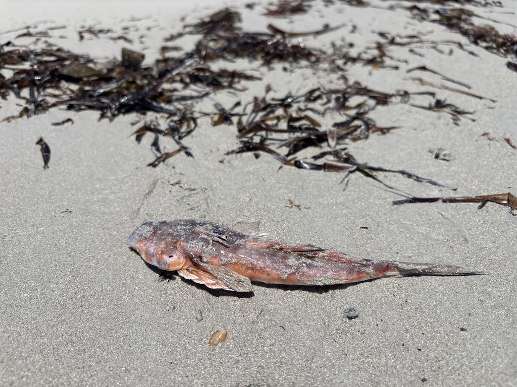 Common stinkfish (Foetorepus calauropomus) — Callionymidae