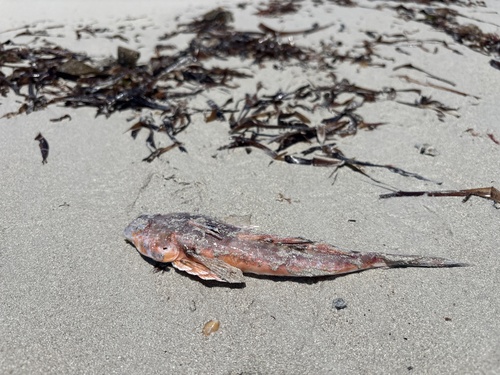 Common stinkfish (Foetorepus calauropomus) — Callionymidae