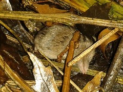 Crocidura russula