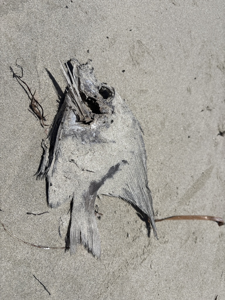 Hutchin's boarfish (Parazanclistius hutchinsi) — Pentacerotidae