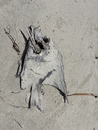 Hutchin's boarfish (Parazanclistius hutchinsi) — Pentacerotidae