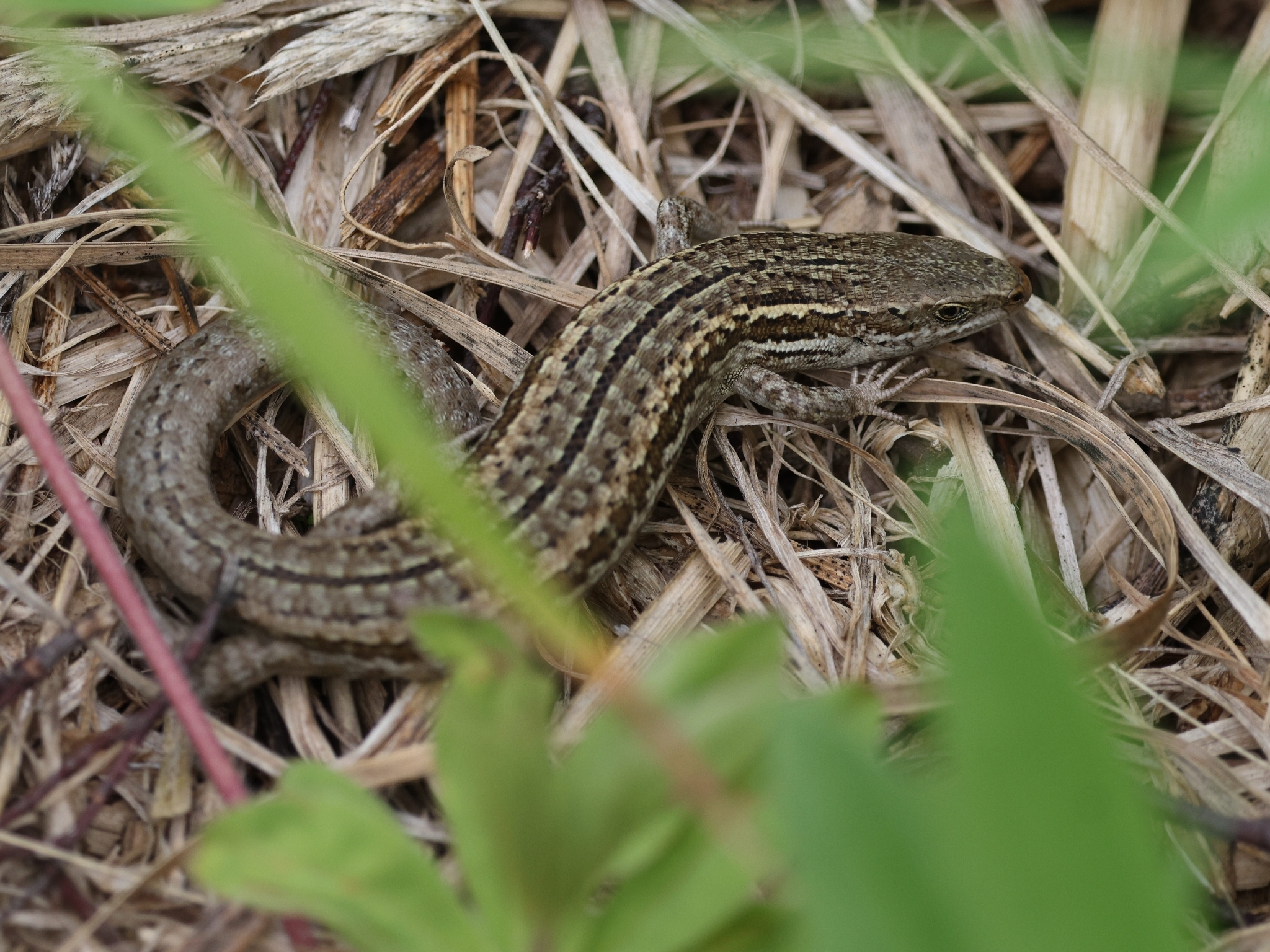 Oligosoma maccanni (Hardy, 1977)
