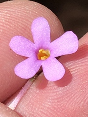 Chaenostoma tenuicaule