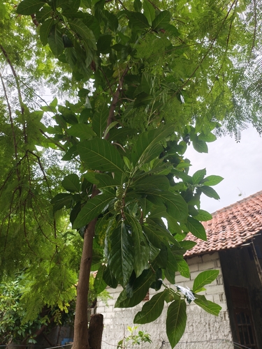 Morinda citrifolia