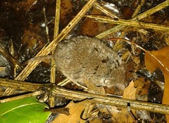 Crocidura russula