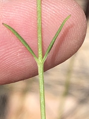 Chaenostoma tenuicaule