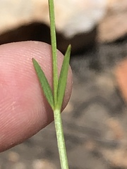 Chaenostoma tenuicaule