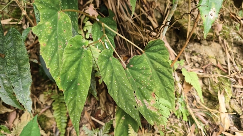Begonia lukuana, photograph 5