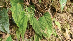 Begonia lukuana, photograph (c) Yinling Chen, some rights reserved (CC BY)