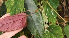 Begonia lukuana, photograph (c) Yinling Chen, some rights reserved (CC BY)