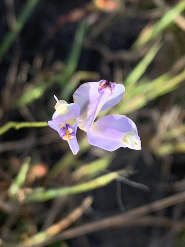 Burmannia coelestis observed 2026-01-03