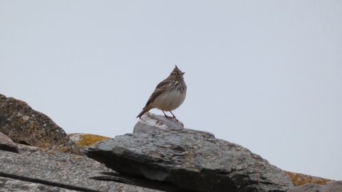 Thekla's Lark (Galerida theklae)