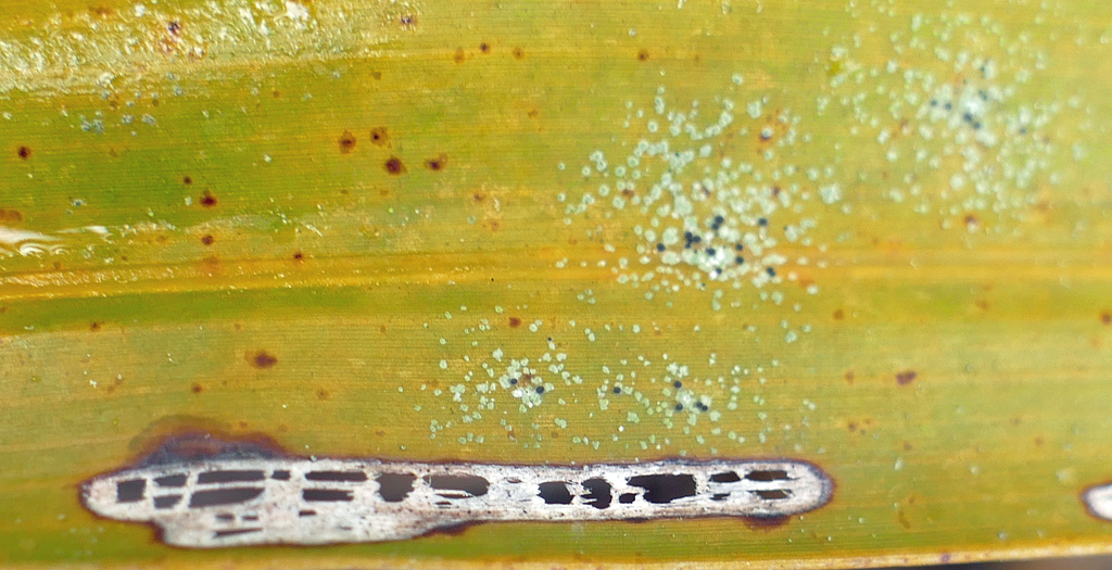 Palmetto-leaf Lichen