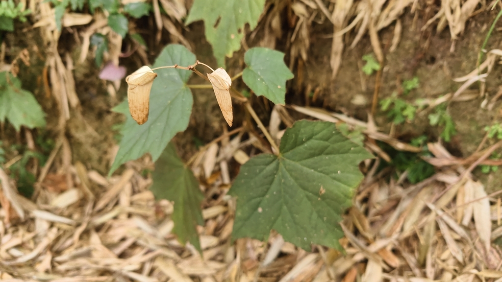 Thu hải đường chân vịt – Begonia palmata