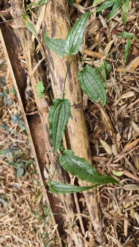 Riparian greenbrier (Smilax riparia)