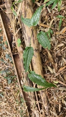 (c) Yinling Chen, some rights reserved (CC BY) Smilax riparia, photograph (c) Yinling Chen, some rights reserved (CC BY)