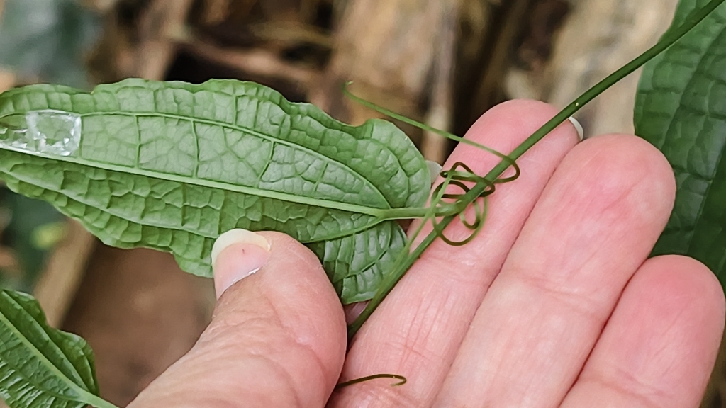 Smilax riparia; photograph (c) Yinling Chen, some rights reserved (CC BY)