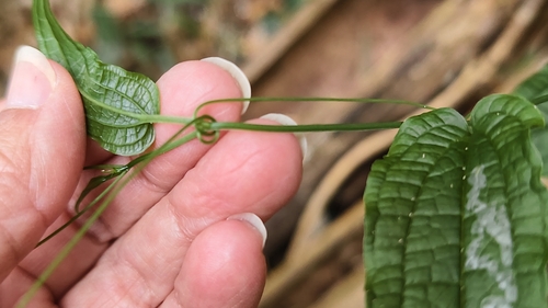 Smilax riparia, photograph 4