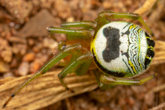 Bijoaraneus mitificus