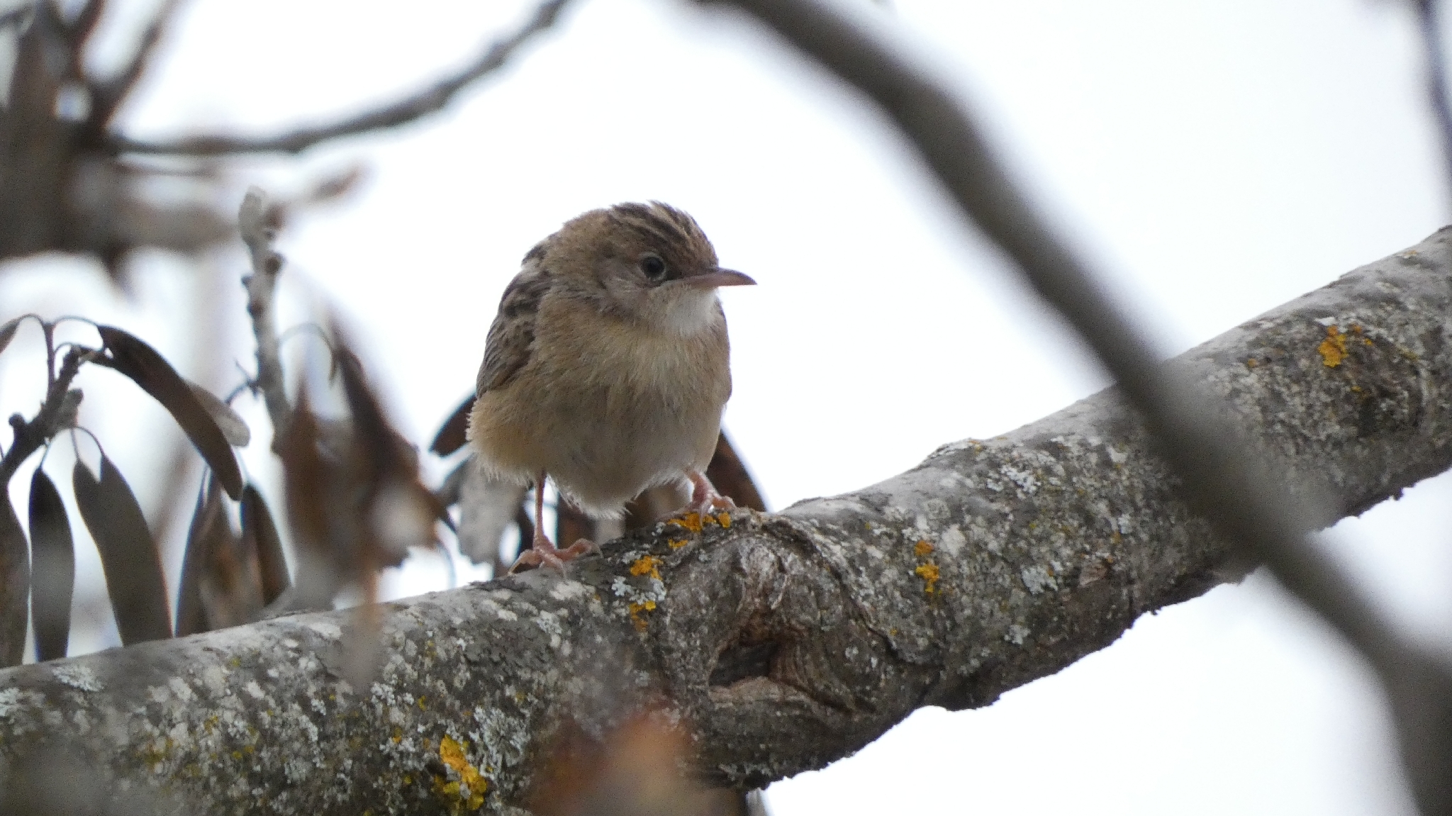 Zitting Cisticola (Cisticola juncidis), photo 1