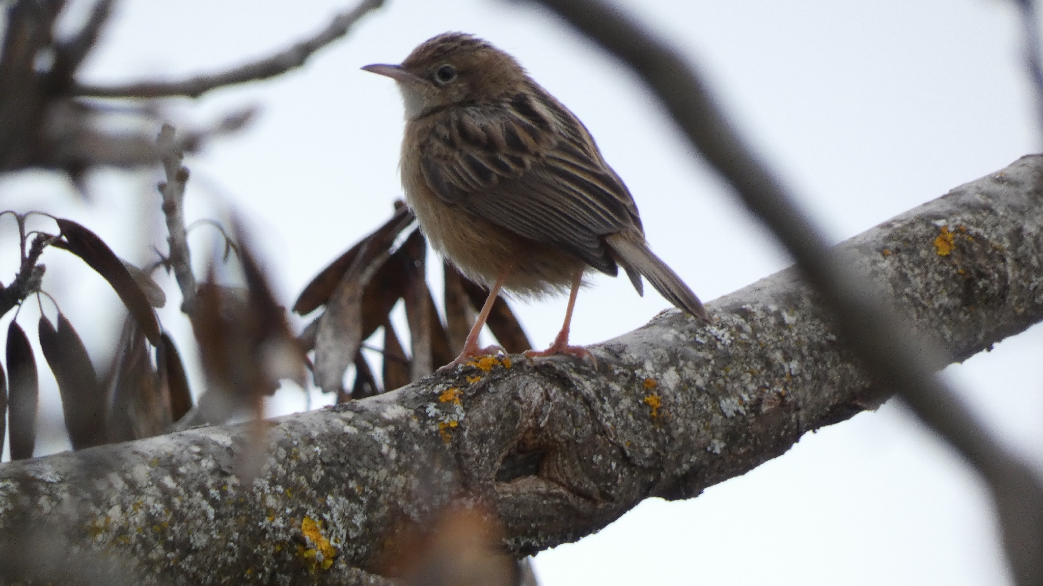Zitting Cisticola (Cisticola juncidis), photo 2