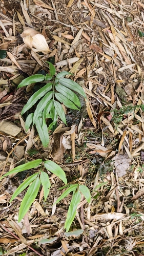 Japanese Bamboo Fern (Coniogramme japonica)
