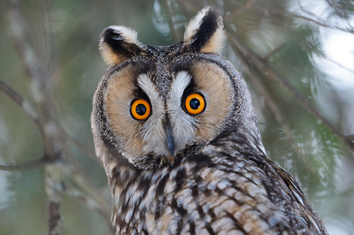Long-eared Owl, photo 8 of 8