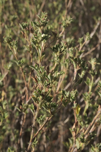 Stylosanthes viscosa, photograph 3