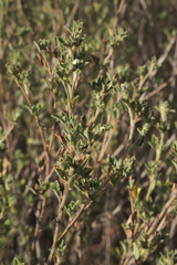 Stylosanthes viscosa, photograph (c) fmunoz, some rights reserved (CC BY)
