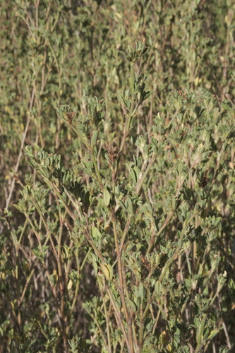 Stylosanthes viscosa, photograph 5