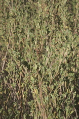 Stylosanthes viscosa, photograph (c) fmunoz, some rights reserved (CC BY)
