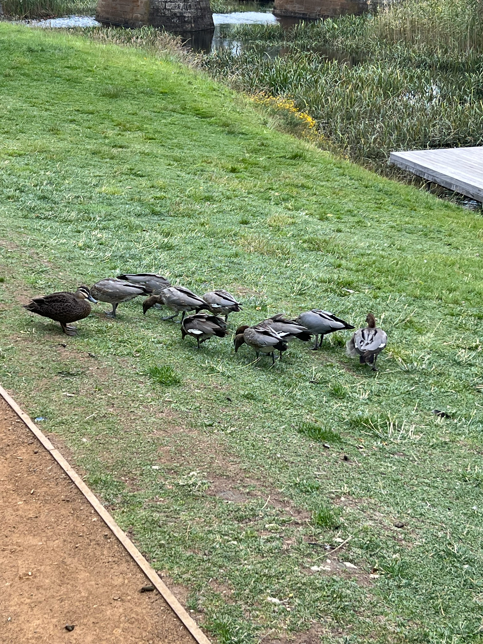 Maned Duck (Chenonetta jubata), photo 1